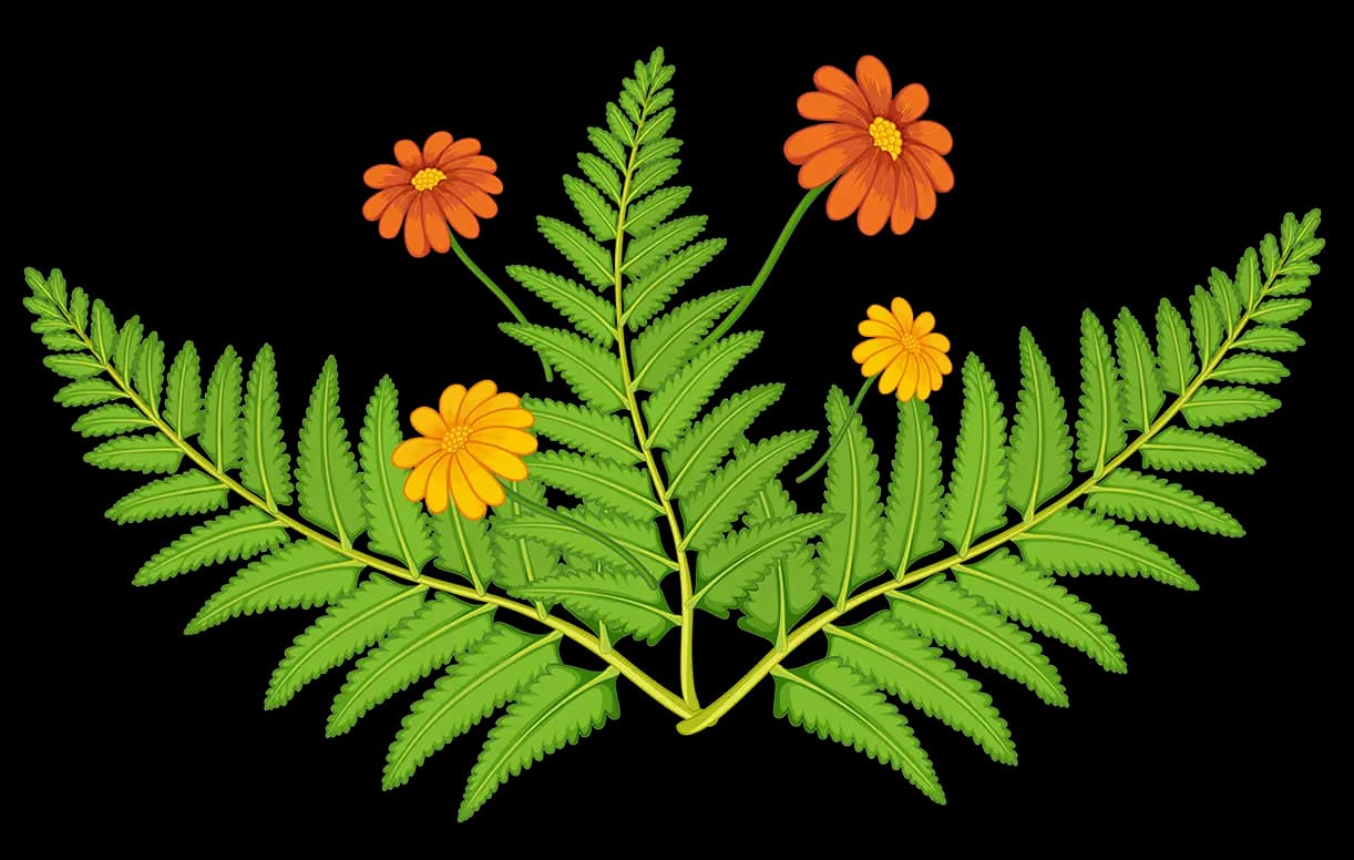 Leaf